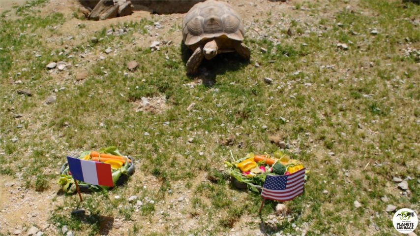 VIDEO. Mondial de football féminin : le pronostic d’Ariane la tortue pour France – Etats-Unis